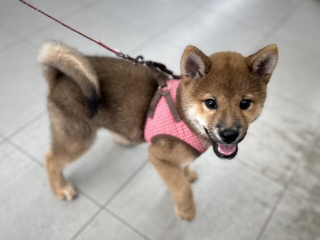 7/20最新🎥だっこ大好き♡柴犬くん♥️（赤）2025年3月22日生　男の子