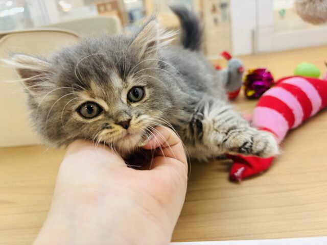 スコティッシュフォールド