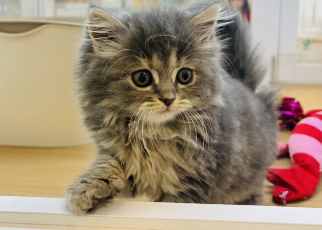 た〜〜くさんなでなでち〜てっ♡スコティッシュフォールドちゃん！