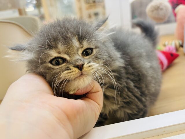 スコティッシュフォールド