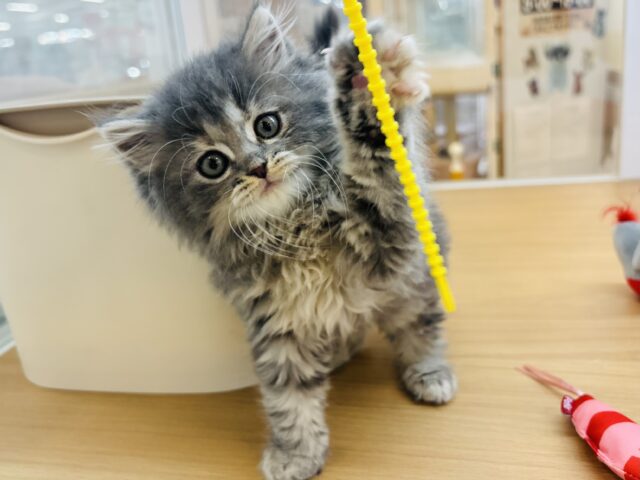 スコティッシュフォールド