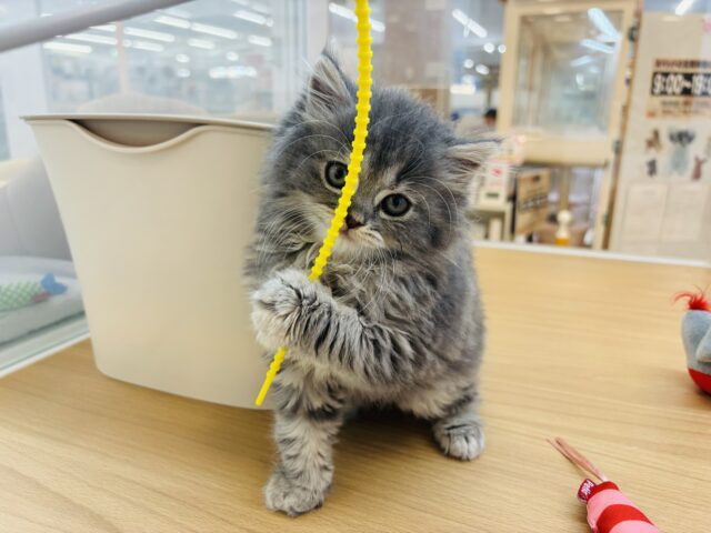 スコティッシュフォールド