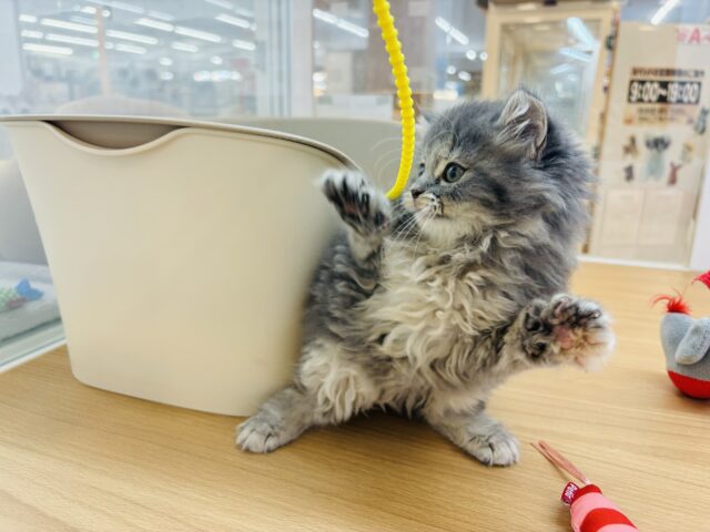 スコティッシュフォールド