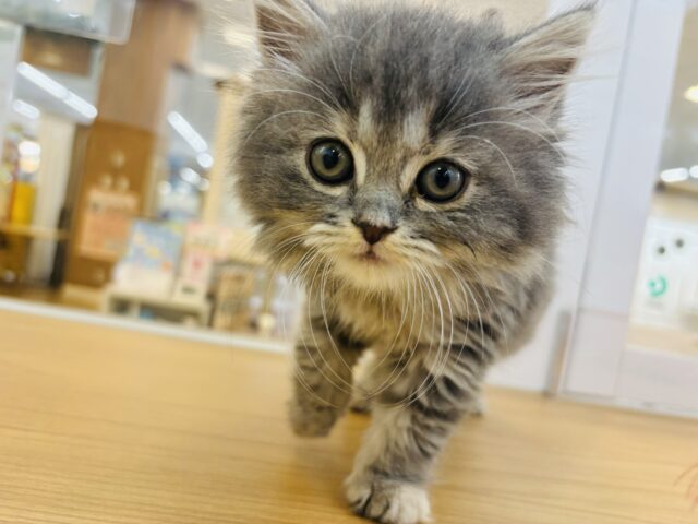 スコティッシュフォールド