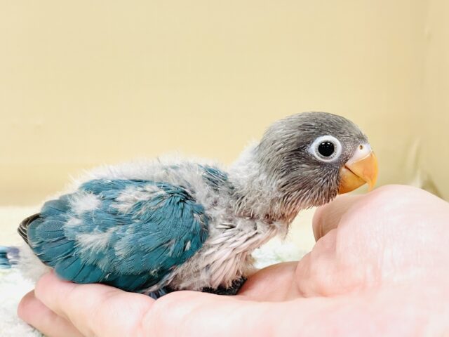 ブルーボタンインコ