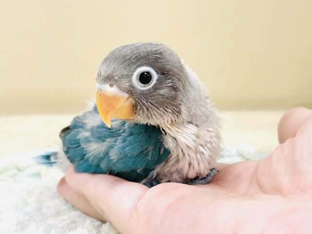 ブルーボタンインコ