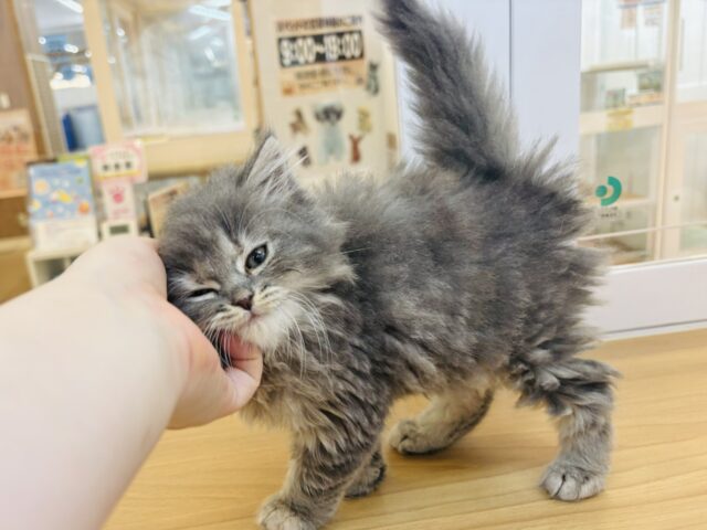 スコティッシュフォールド