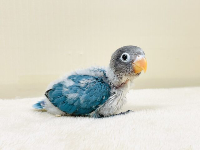 ブルーボタンインコ