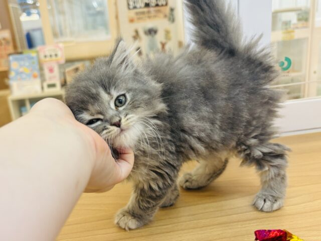 スコティッシュフォールド