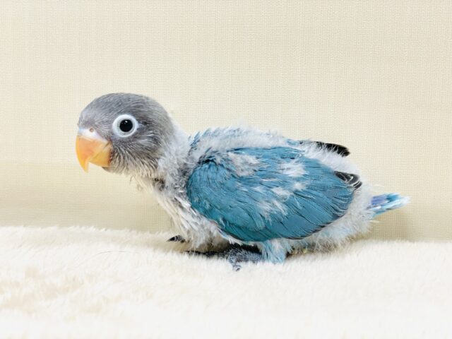 ブルーボタンインコ