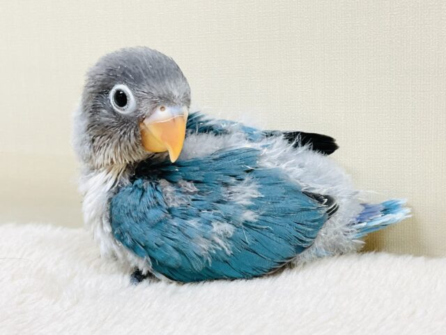 ブルーボタンインコ