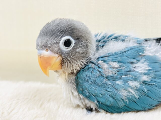 ブルーボタンインコ