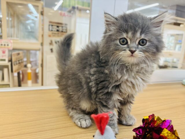 スコティッシュフォールド