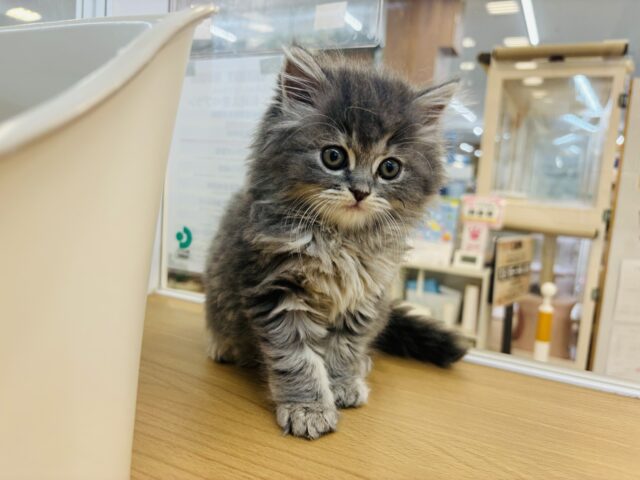 スコティッシュフォールド