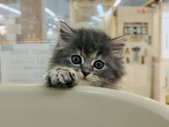 スコティッシュフォールド