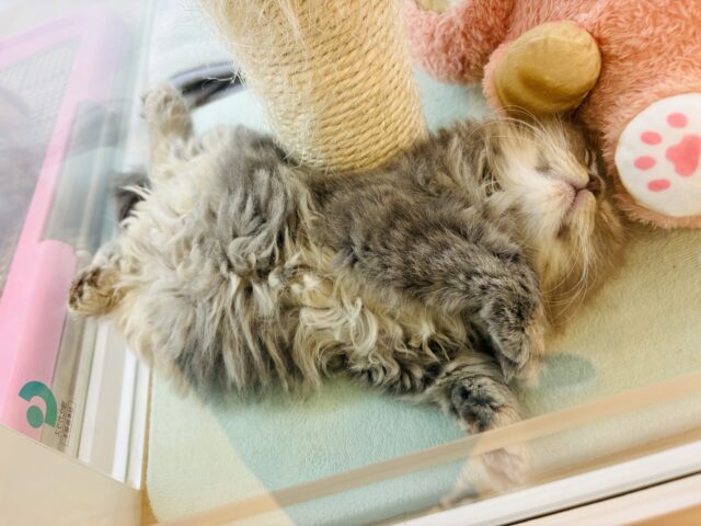 スコティッシュフォールド