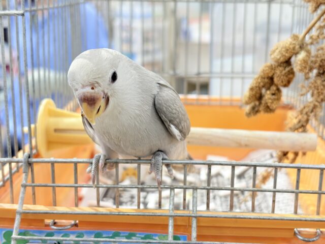 コザクラインコ（小桜インコ）