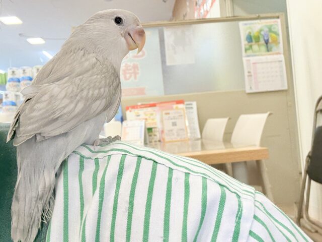 コザクラインコ（小桜インコ）