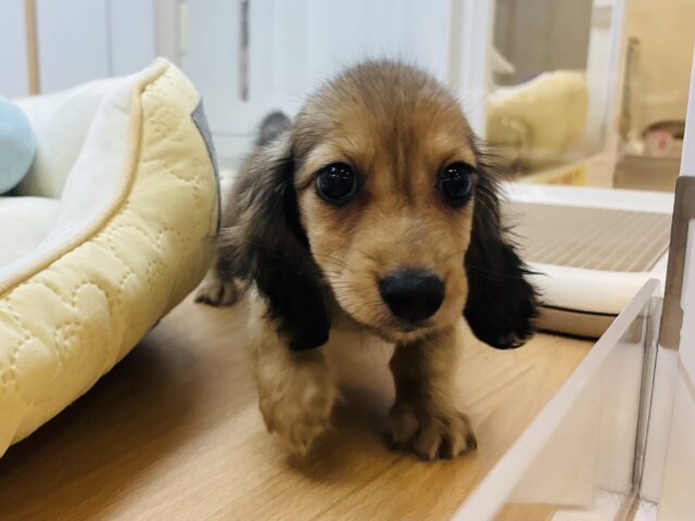 嬉しくてバックするよぉ〜♡カニンヘンダックスくん！