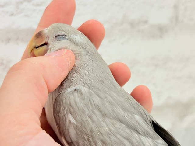 【最新画像更新🪄】落ち着いた雰囲気に魅せられて🧚コザクラインコ(モーブシナモン？) ヒナ
