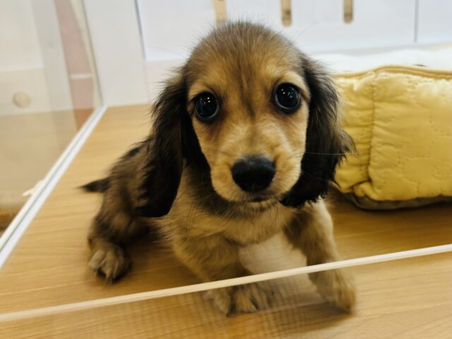 カニンヘンダックス