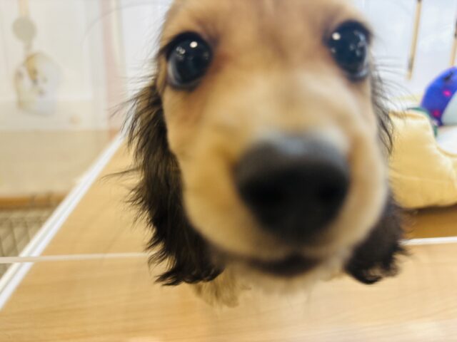 カニンヘンダックス