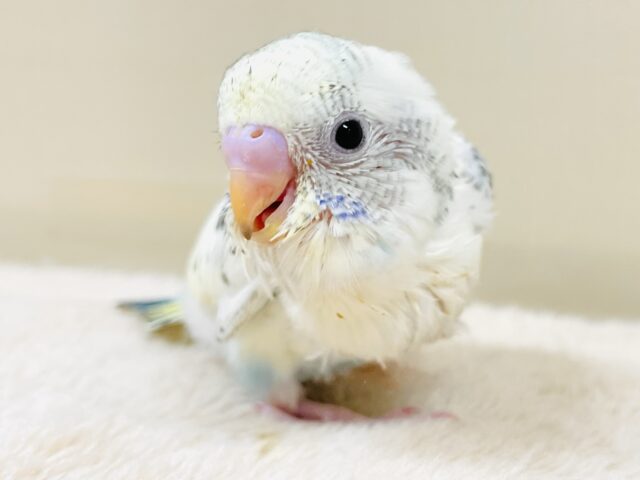 オシャレな模様に注目👀✨セキセイインコ（クリームハルクイン）ヒナ