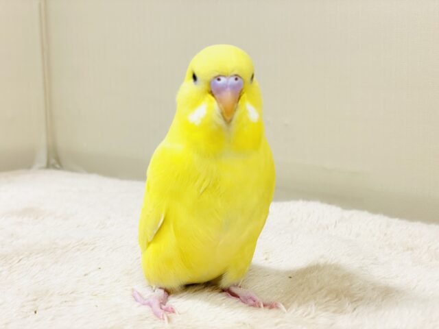 ジャンボセキセイインコ