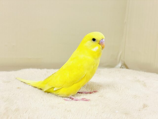 ジャンボセキセイインコ