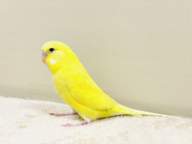 ジャンボセキセイインコ