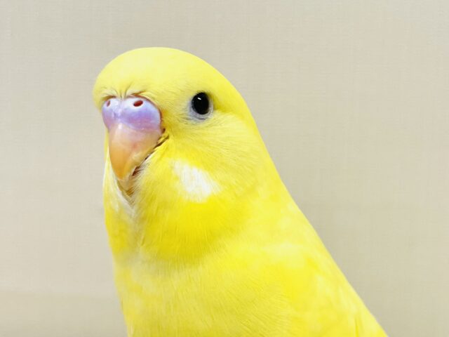 ジャンボセキセイインコ