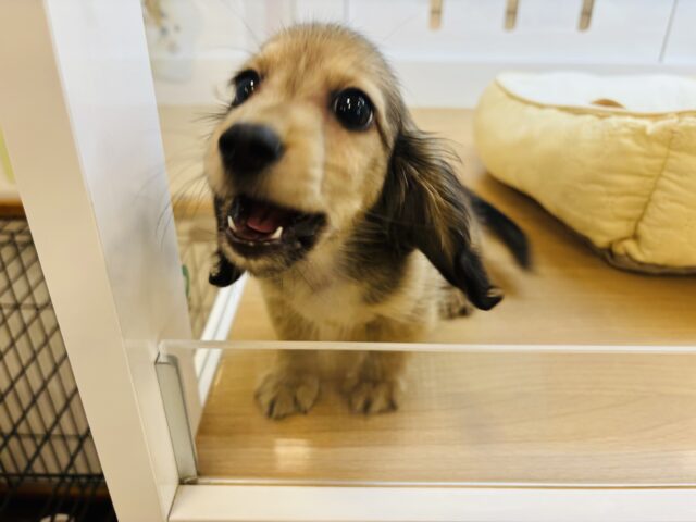 カニンヘンダックス