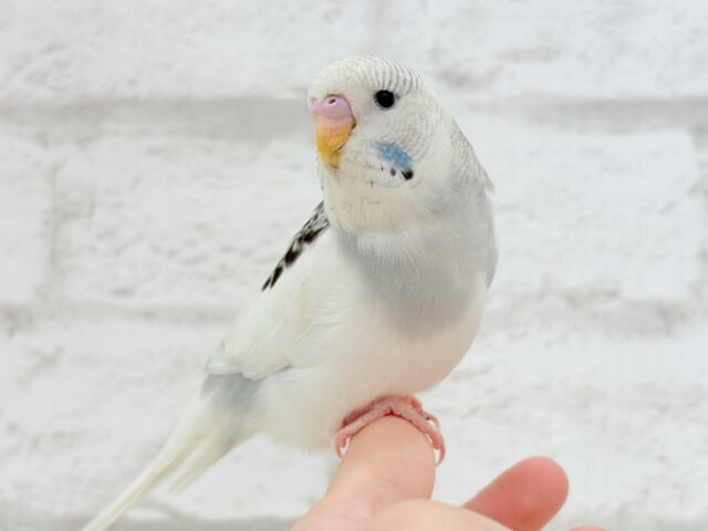 ジャンボセキセイインコ