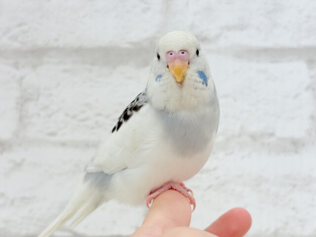 ジャンボセキセイインコ