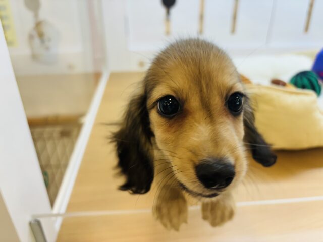 カニンヘンダックス