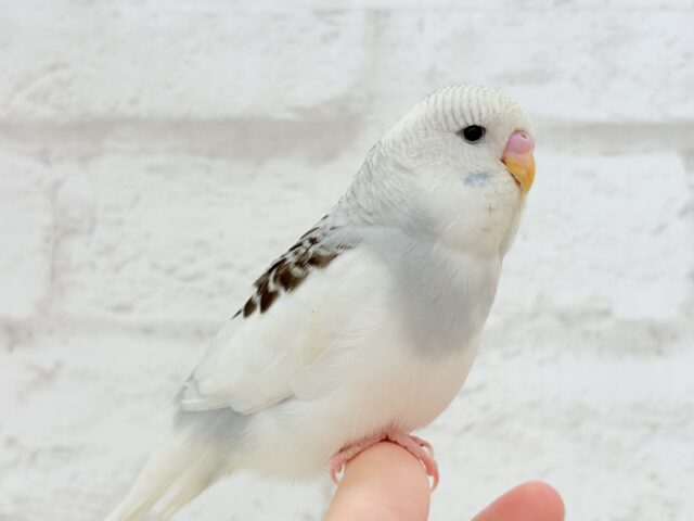 ジャンボセキセイインコ