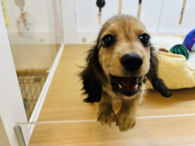 カニンヘンダックス