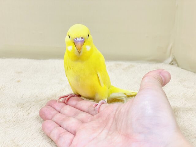 ジャンボセキセイインコ