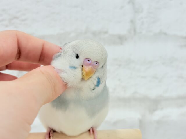 ジャンボセキセイインコ