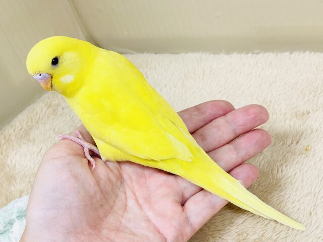 ジャンボセキセイインコ