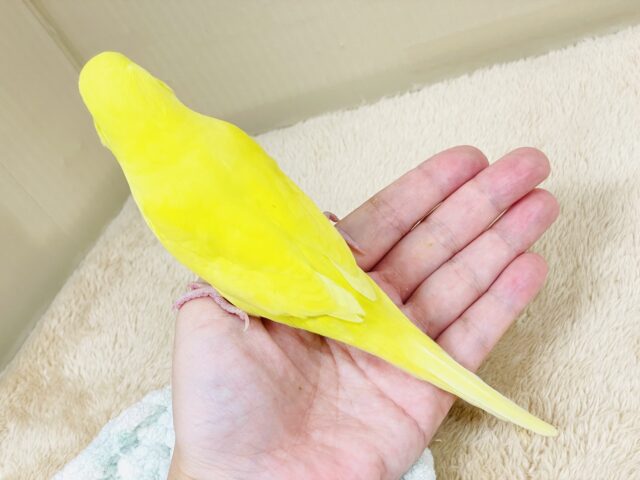 ジャンボセキセイインコ