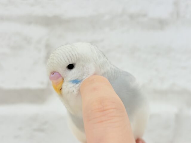 ジャンボセキセイインコ