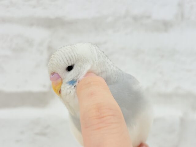 ジャンボセキセイインコ