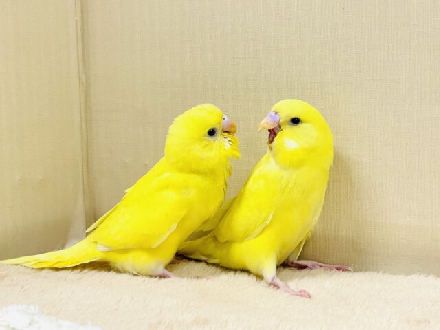 ジャンボセキセイインコ