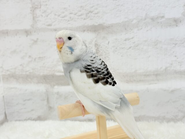 ジャンボセキセイインコ