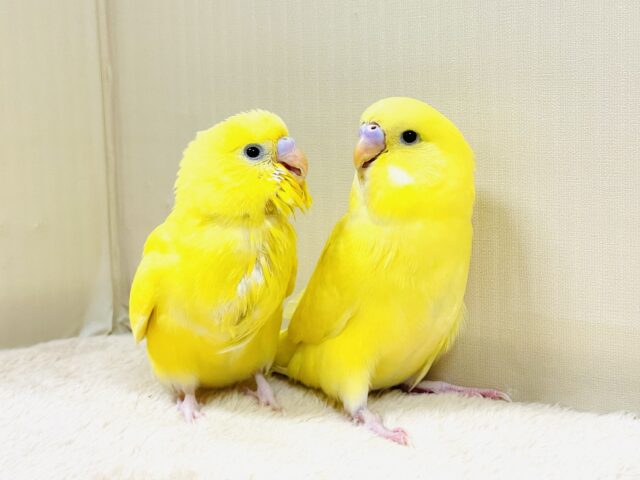 ジャンボセキセイインコ
