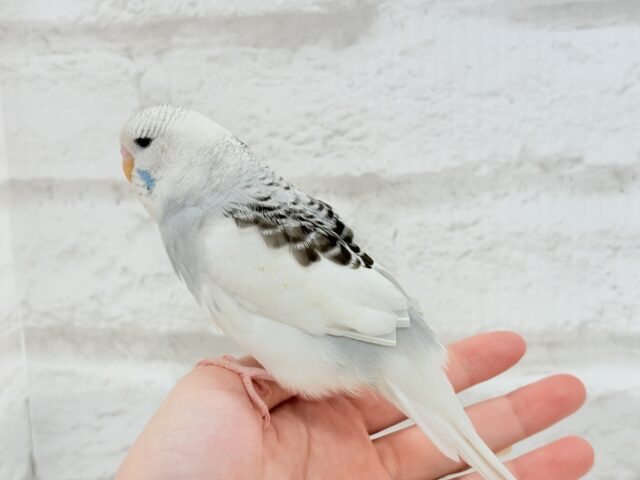 ジャンボセキセイインコ