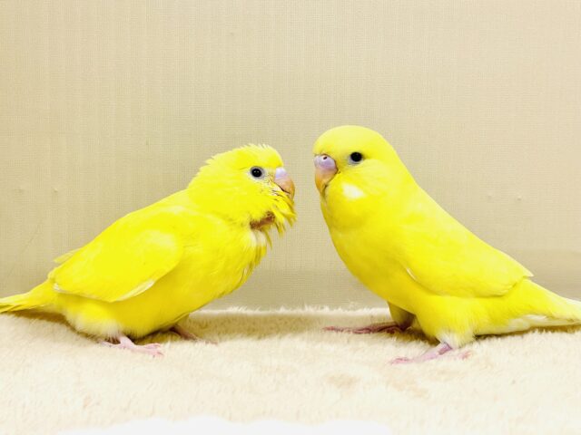 ジャンボセキセイインコ