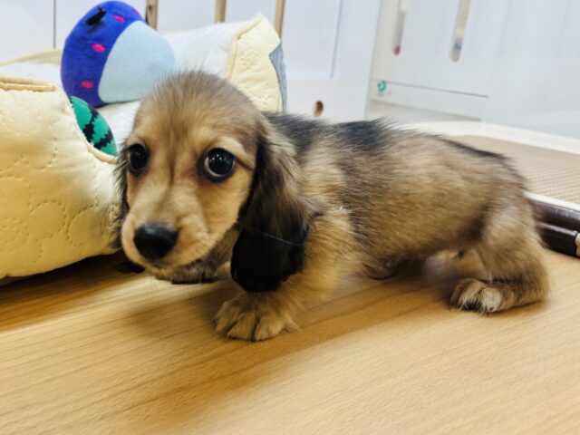 カニンヘンダックス