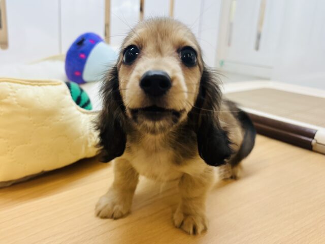 カニンヘンダックス